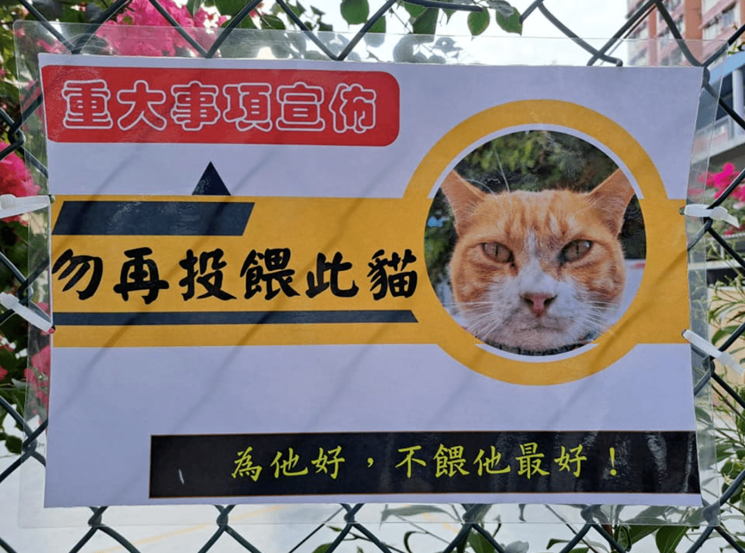 出名网红大橘猫因为胖，被仆人贴牌子“不要喂食”，网友：欺负猫不识字吗？