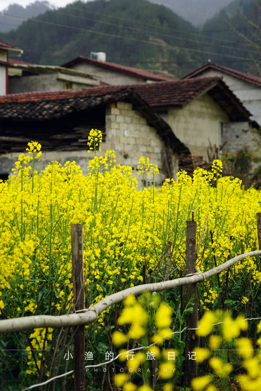 5天4夜,奔赴川陕接壤的巴山秘境,寻找中国最美油菜花海!附攻略 5天4夜,奔赴川陕接壤的巴山秘境,寻找中国最美油菜花海!附攻略
