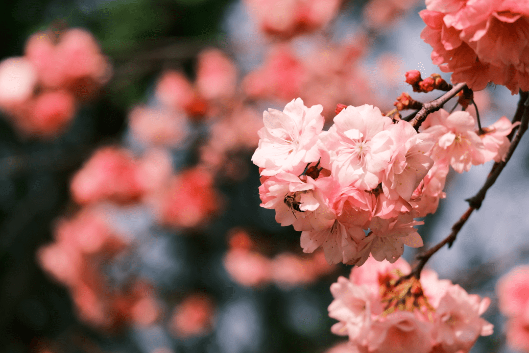 “校花”来袭，满园春色关不住，一路来看看你的学校