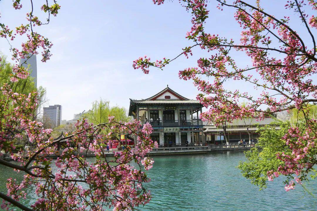 又是一年海棠花开！济南那些处所已经美如画卷！