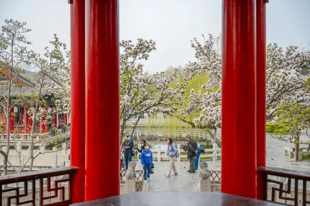 又是一年海棠花开！济南那些处所已经美如画卷！