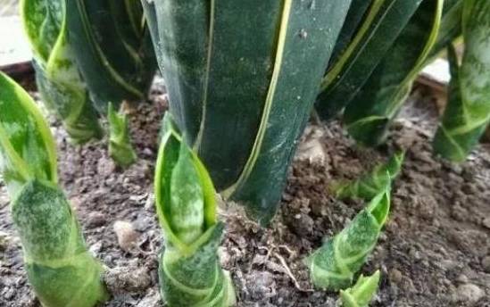 ����β��ʱ�������С���ء���Ҫע�⣬���ˣ�֦Ҷ�ͳ����� ...