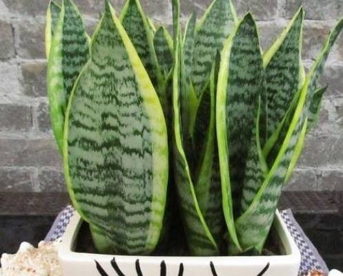 ����β��ʱ�������С���ء���Ҫע�⣬���ˣ�֦Ҷ�ͳ����� ...