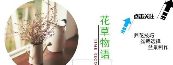 ����β��ʱ�������С���ء���Ҫע�⣬���ˣ�֦Ҷ�ͳ����� ...