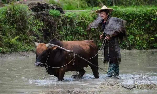 为什么古代人吃牛肉比吃猪肉要多？而现代人却是无猪肉不欢？