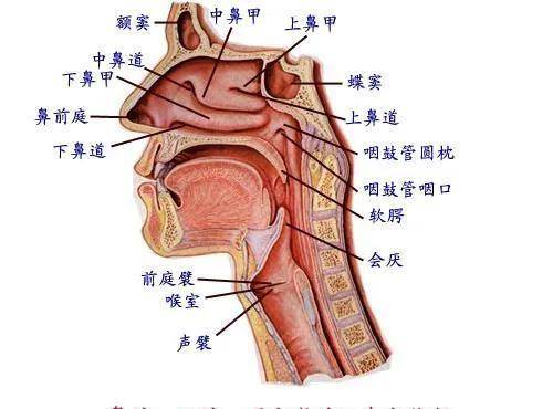 鱼刺卡喉竟然念咒语，前人的那个秘方不靠谱，但最初两个有点意思