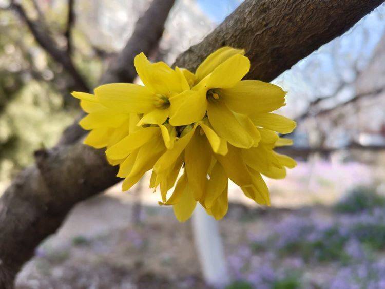 春和景明 清清祭奠 诗友感赋（诗词21首）