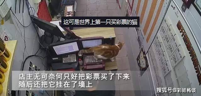 猫也买彩票？猫咪路过彩票机无意打出一张票引热议，网友：求号码