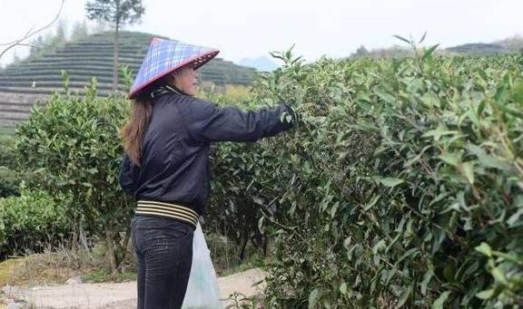 寻源仙山岩 政和问白茶