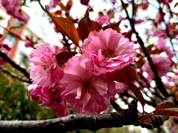 蝶恋花 樱花节抒情（诗词十二首）