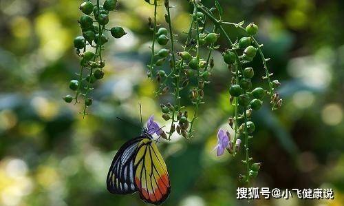 长得标致又旺夫，婚后对老公一心一意，值得娶回家的四大生肖女