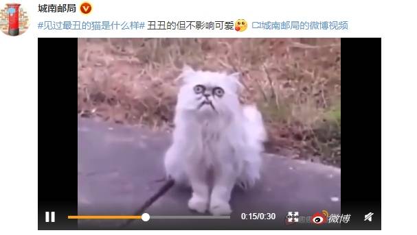 猫咪奇葩说：小猫咪的美陈旧见解，丑的却是各有所长