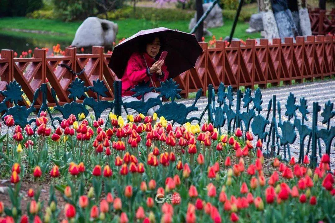 花韵缀城 || 我认可，我确实是个“花痴”！