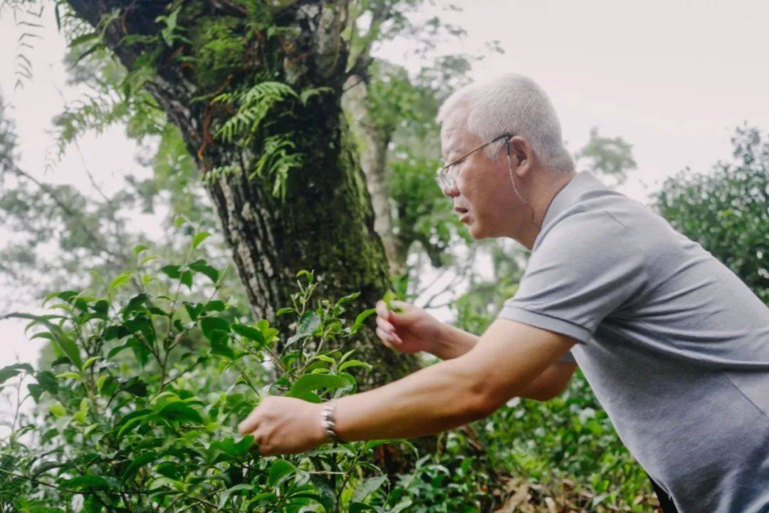 一个怪脾性老翁，隐居雨林20年，每天“拼命”找好茶