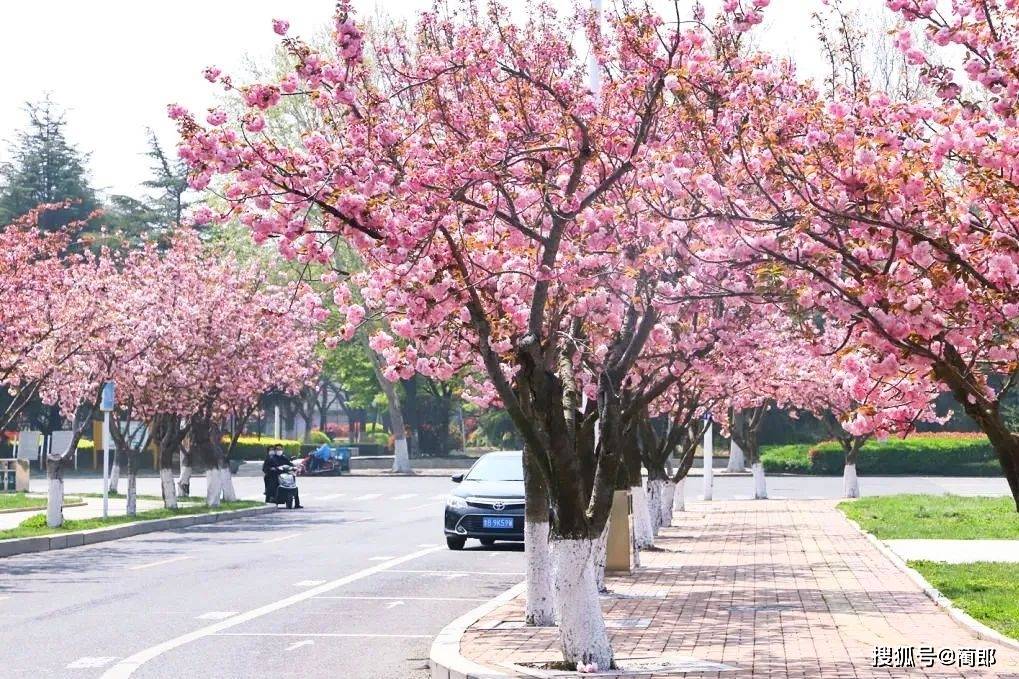 北方樱花之城：4月不来那座樱花开满的城市看看，会遗憾整个春天