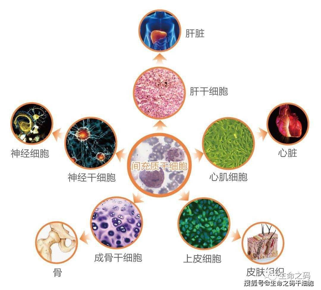 干细胞如何修复细胞损伤？保养身体从保养细胞开始-生命之码