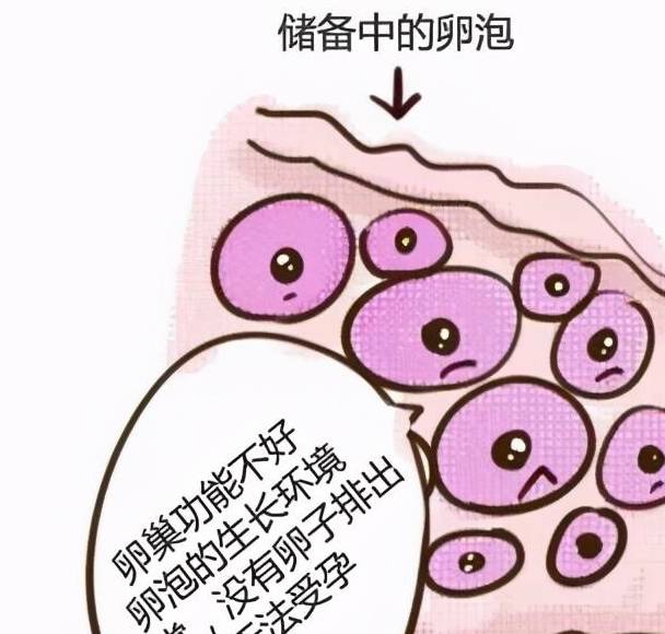 成都知名助孕公司（原创
            卵巢功能好不好，如何判断？）