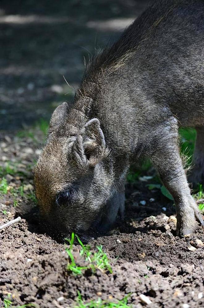 遭到野猪攻击怎么办？