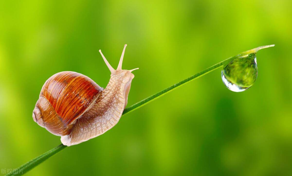 胎教故事：小蜗牛的心愿