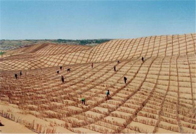 KK体育中国破坏环境？一天绿化40亩沙两年种植5千万树绿化全球第一(图1)