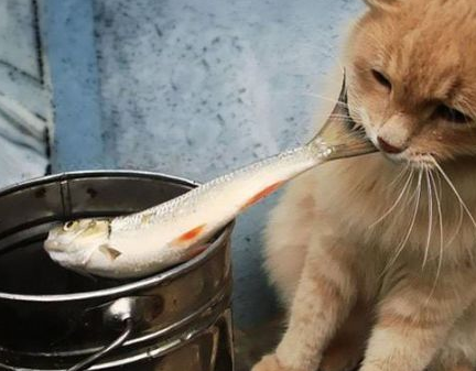 请问一下这只猫咪，捕鱼达人里面的鱼好不好吃，好吃的话送你几筐