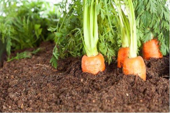 亚新体育入伏种菜除了胡萝卜外还有3类蔬菜入伏后适合种植长势好(图2)