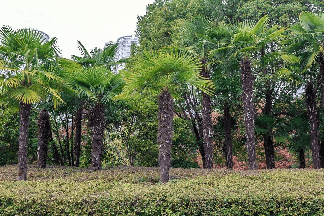 第一株：棕树