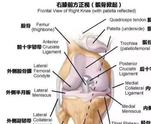 每位瑜伽修行者都需要知道的基本足部和腿部的解剖学的米乐M6 M6米乐构造？(图3)