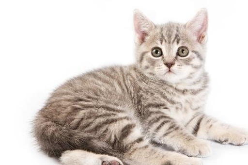 宠物小知识：了解一下如何赢得喵咪的信任以及与猫咪建立感情-第1张图片-冲锋网