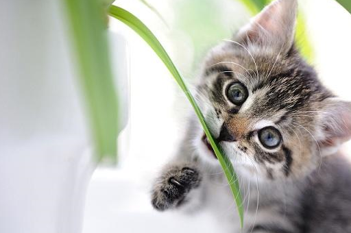 宠物小知识：猫长期和人生活在一起，对其进行基本的训练十分必要-第1张图片-冲锋网