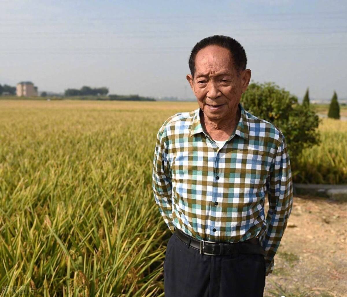 袁隆平诞辰93周年，从游泳冠军到水稻之父，改变了中国的稻米命运