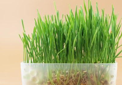 宠物知识：如何分辨猫咪腹水还是毛球症-第3张图片-冲锋网