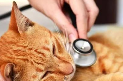 宠物知识：如何分辨猫咪腹水还是毛球症-第1张图片-冲锋网