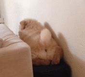 宠物百科：松狮，原来你的本名叫獢獢-第11张图片-冲锋网