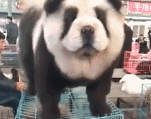 宠物百科：松狮，原来你的本名叫獢獢-第24张图片-冲锋网