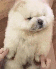 宠物百科：松狮，原来你的本名叫獢獢-第10张图片-冲锋网