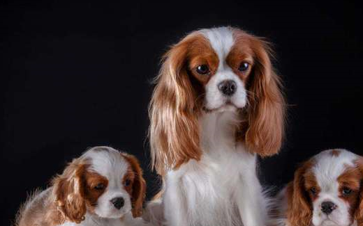 宠物知识：西班牙猎犬常见的健康问题-第2张图片-冲锋网