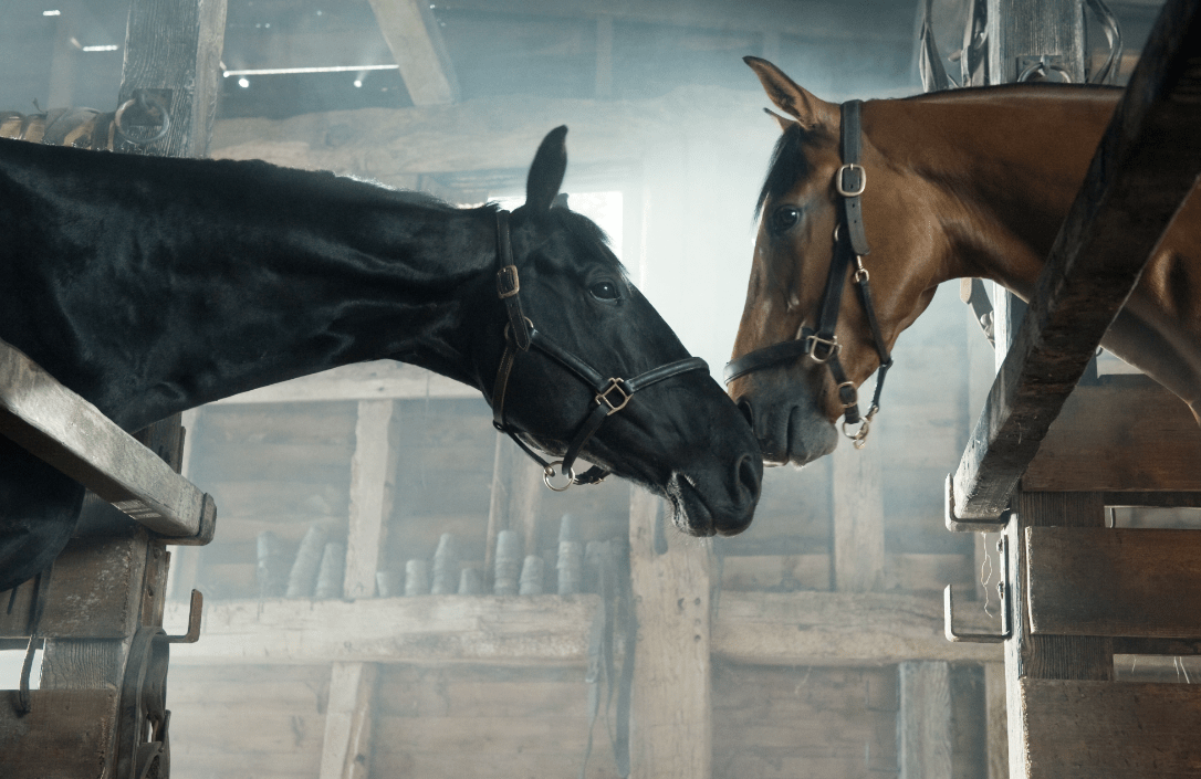 《战马》2011,美国剧情片