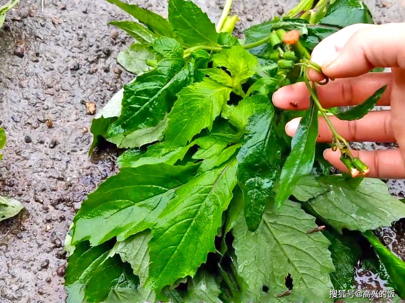 春天上山挖野菜,这13种很常见,现在吃鲜嫩多汁,错过再