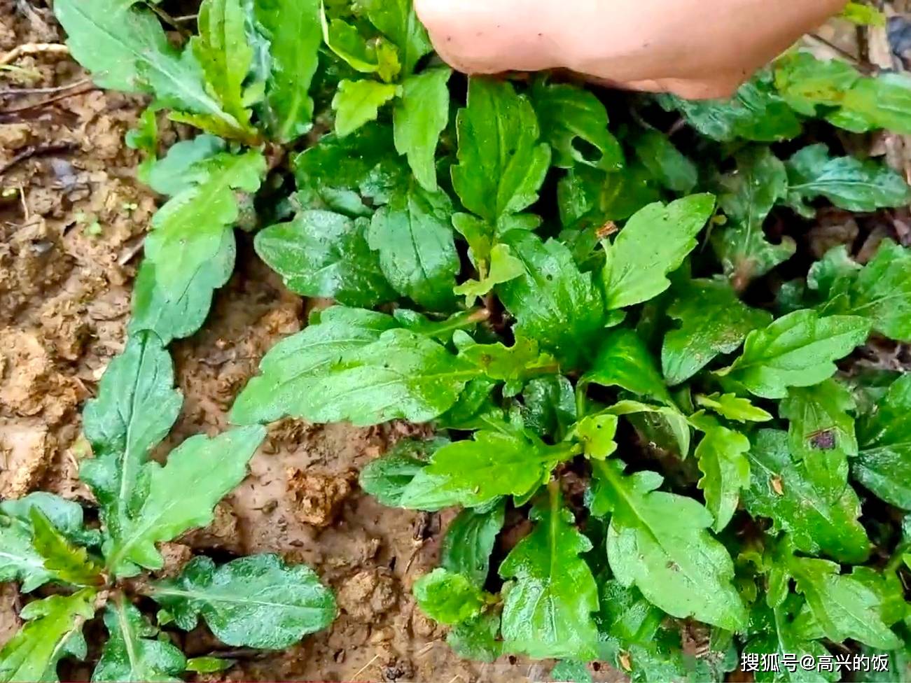 春天上山挖野菜,这13种很常见,现在吃鲜嫩多汁,错过再等一年