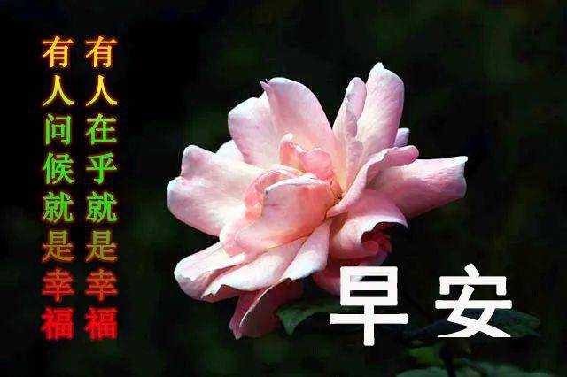 5月最新版漂亮的早安问候动态鲜花图片带字,早安问候祝福语句