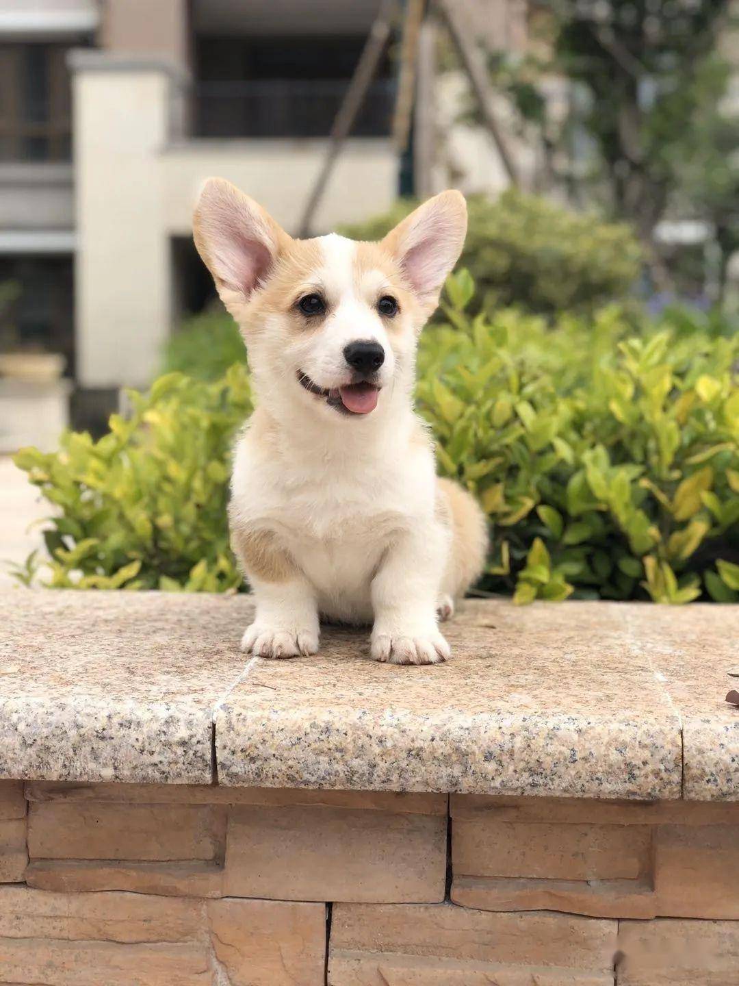 柯基排名_小型宠物犬排名柯基(3)