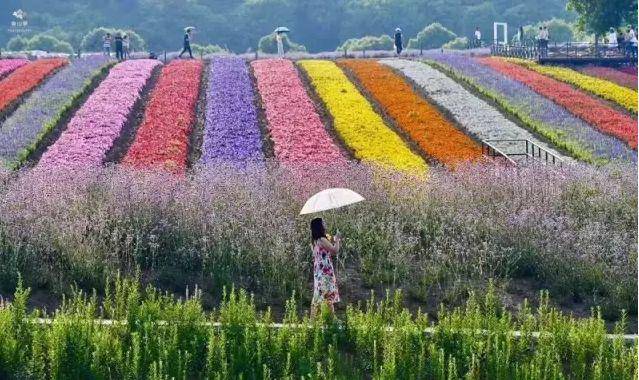 【雪浪山薰衣草节 渤公岛 抖音超火彩虹步道】花海美出天际,再不去就