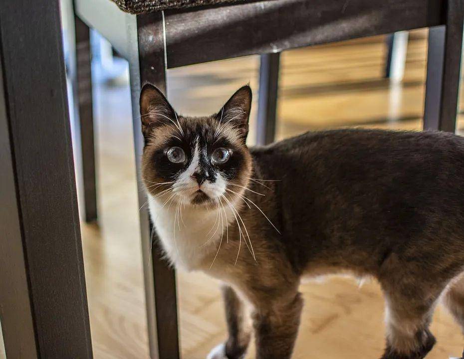 猫咪怎么才会有弓形虫 2663bdd9faaa43d587048bccdecd9201.jpeg