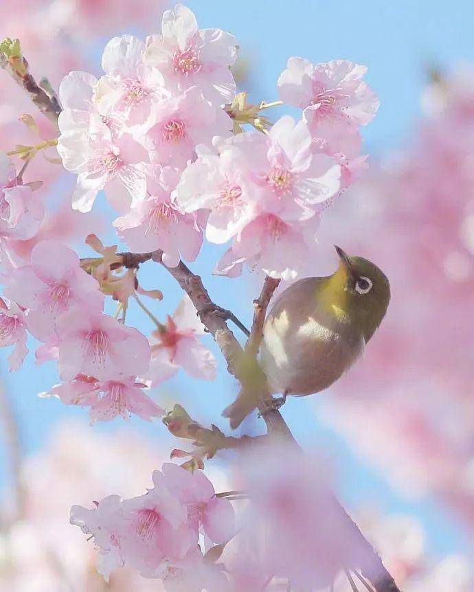 五月,落花随春去,余香伴夏来