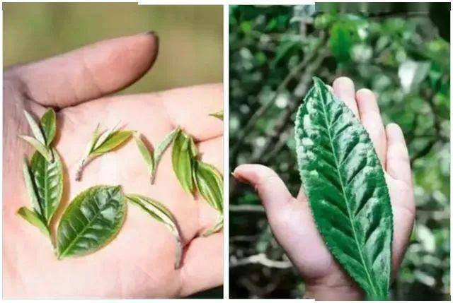 苏茶网 