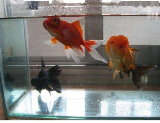 怎么养鱼才能不养死 7fe5ace27ab34b05a982875e212850a3.jpeg