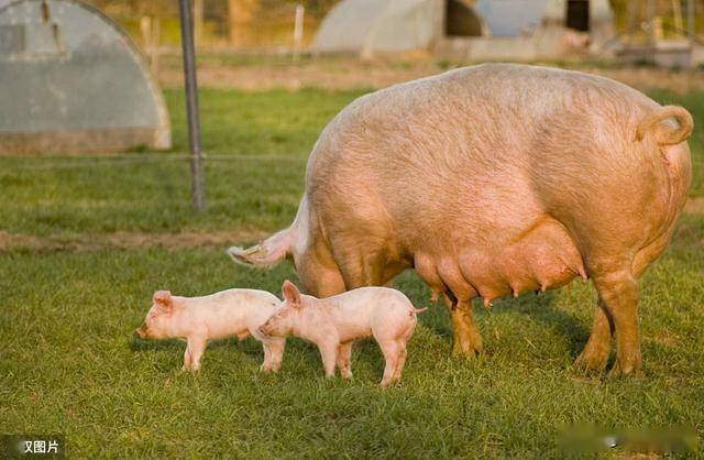 提升"三元杂交"猪养殖效果措施探讨