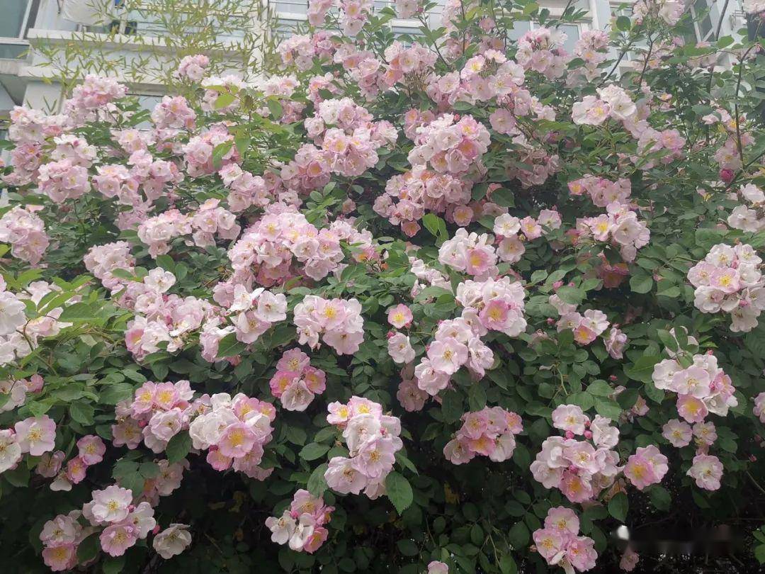 青岛栽培最广泛的蔷薇是野蔷薇的品种  浓香粉团蔷薇/  r.