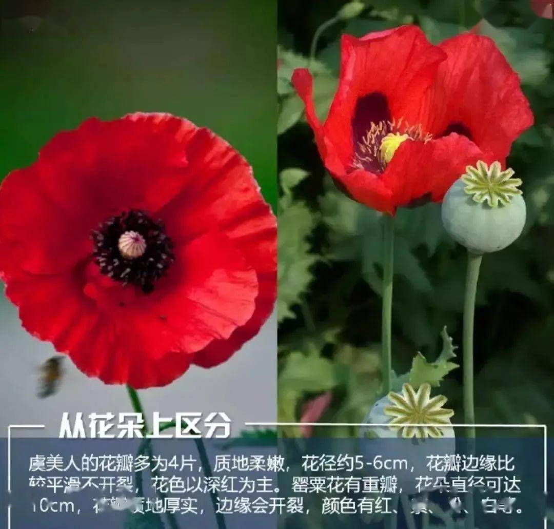 罂粟花有重瓣的,颜色以红色为主,花的边缘会开裂.